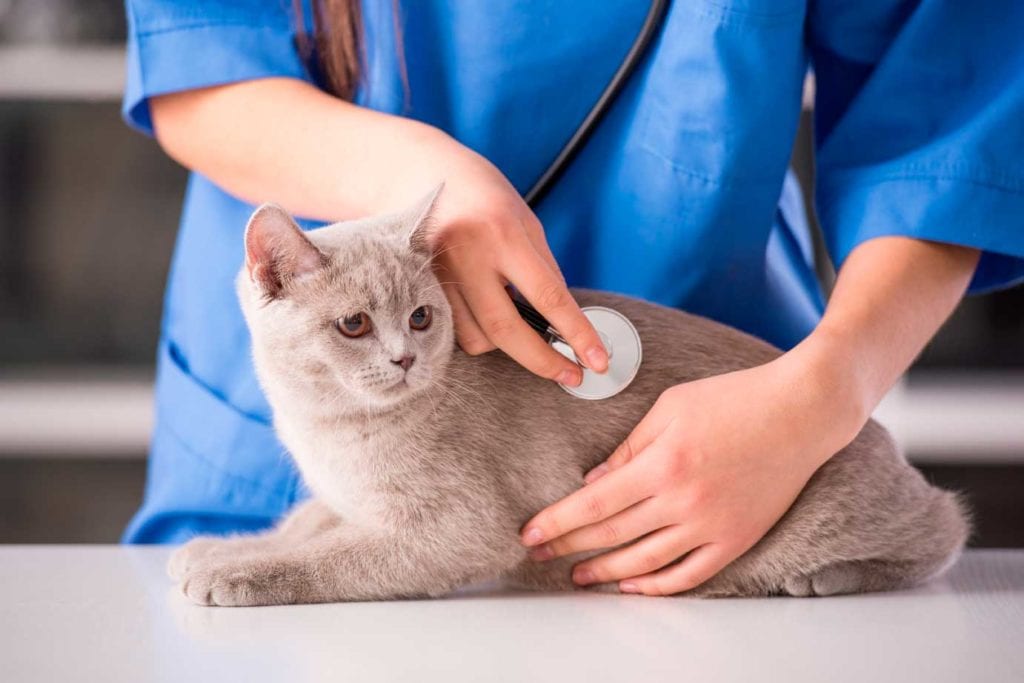 cardiologia-veterinaria-mascotas