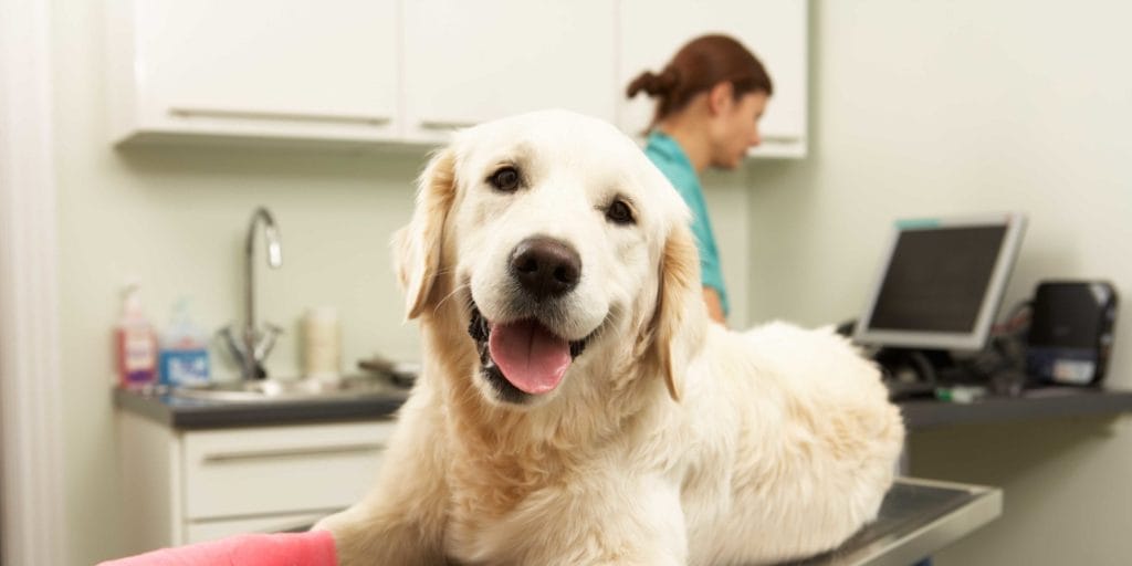 perro-golden-veterinario