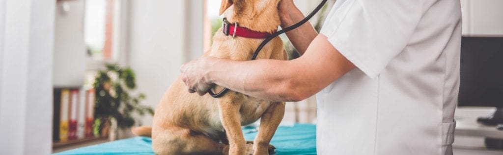 perro-veterinario-chequeo