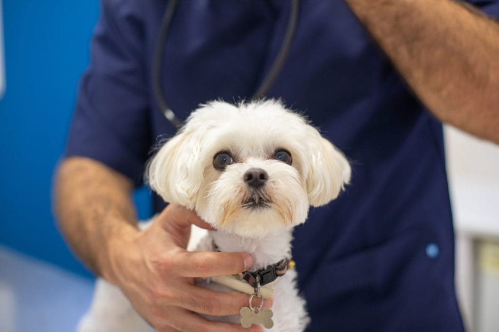 perro en veterinario Salou