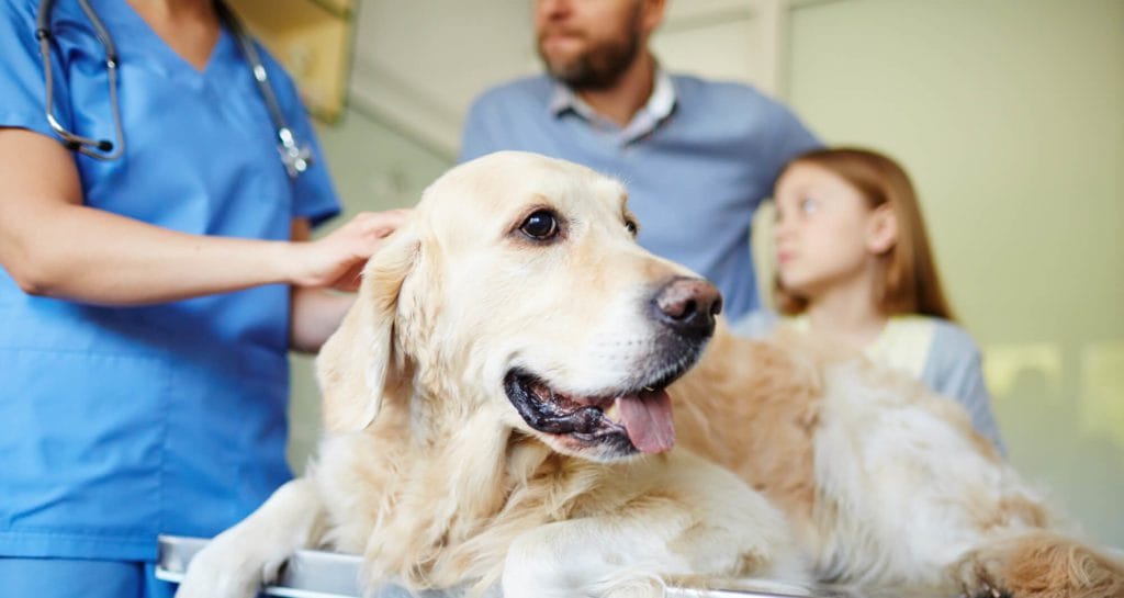 perro golden en veterinario