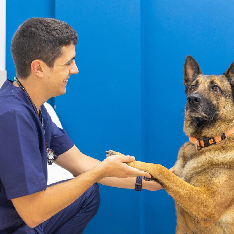 centre-veterinari-salou-educacio centre-veterinari-salou-educacio