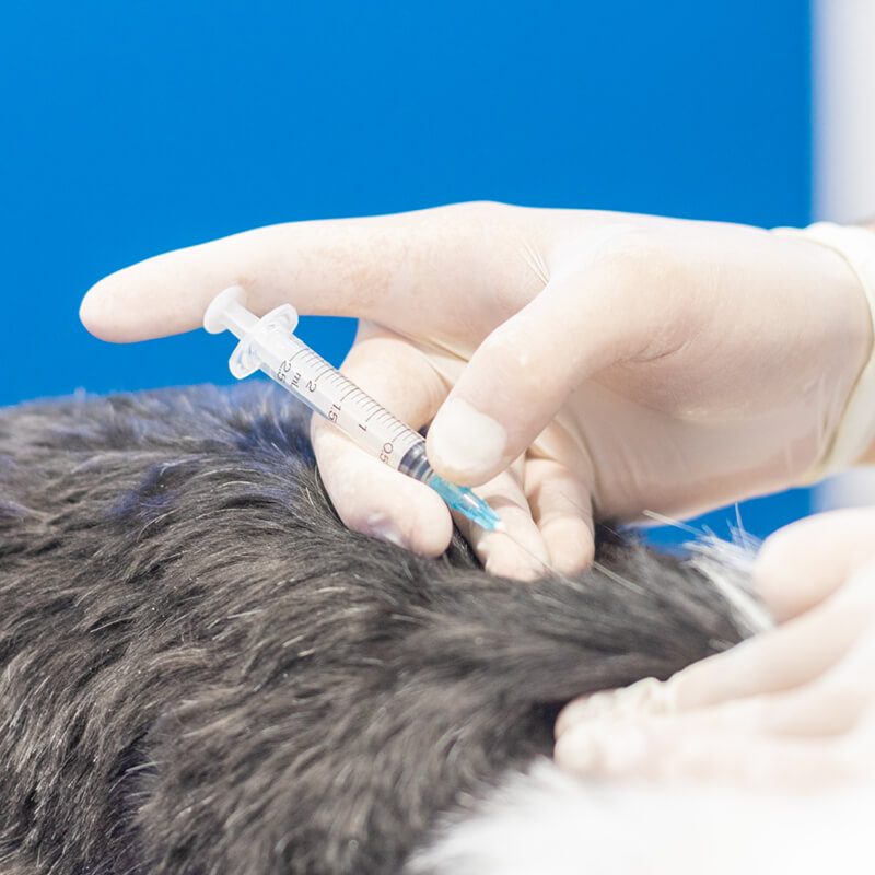 centre-veterinari-salou-medicina-interna centre-veterinari-salou-medicina-interna