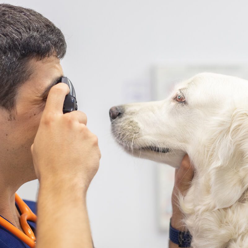 centre-veterinari-salou-oftamologia centre-veterinari-salou-oftamologia