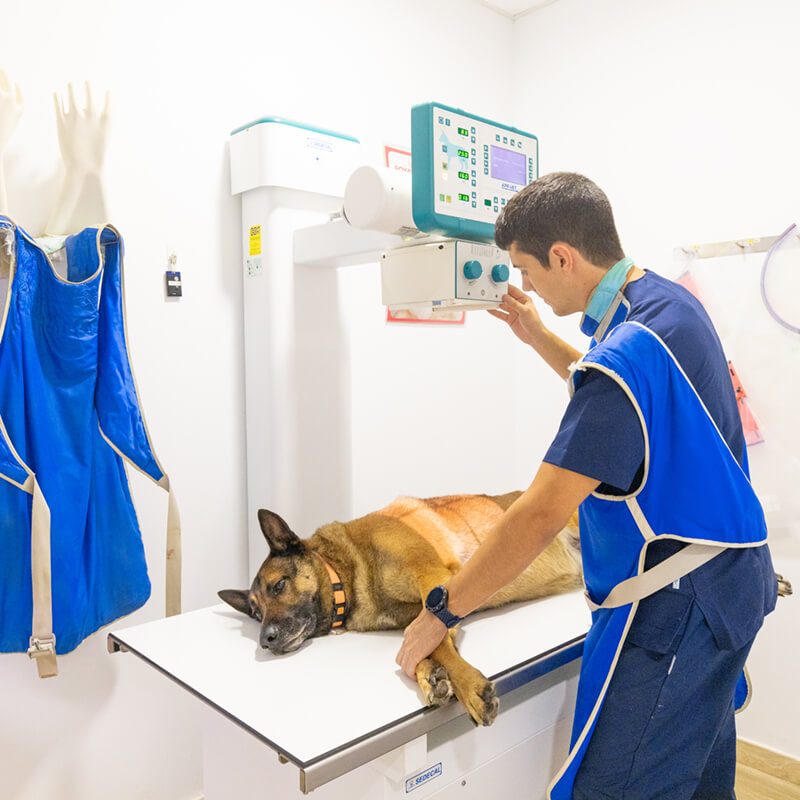 centre-veterinari-salou-radiografia centre-veterinari-salou-radiografia