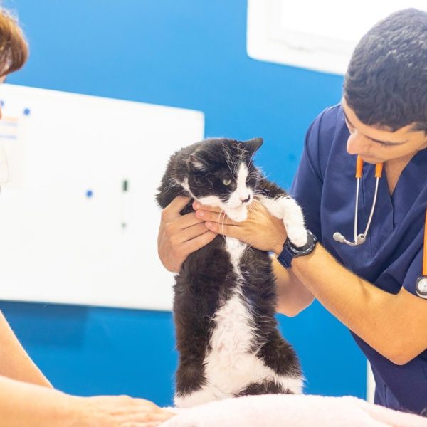 salou-medicin-felina